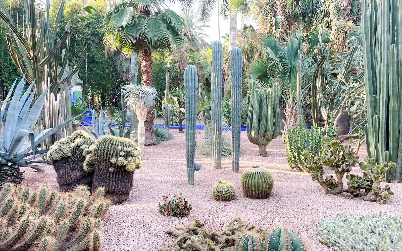 Jardin Majorelle, Marrakech — photo 5