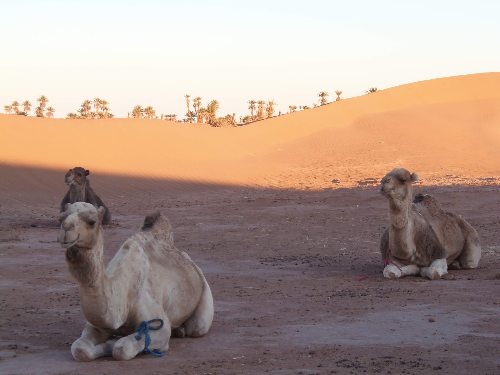 Draa Valley, Agdz — photo 3